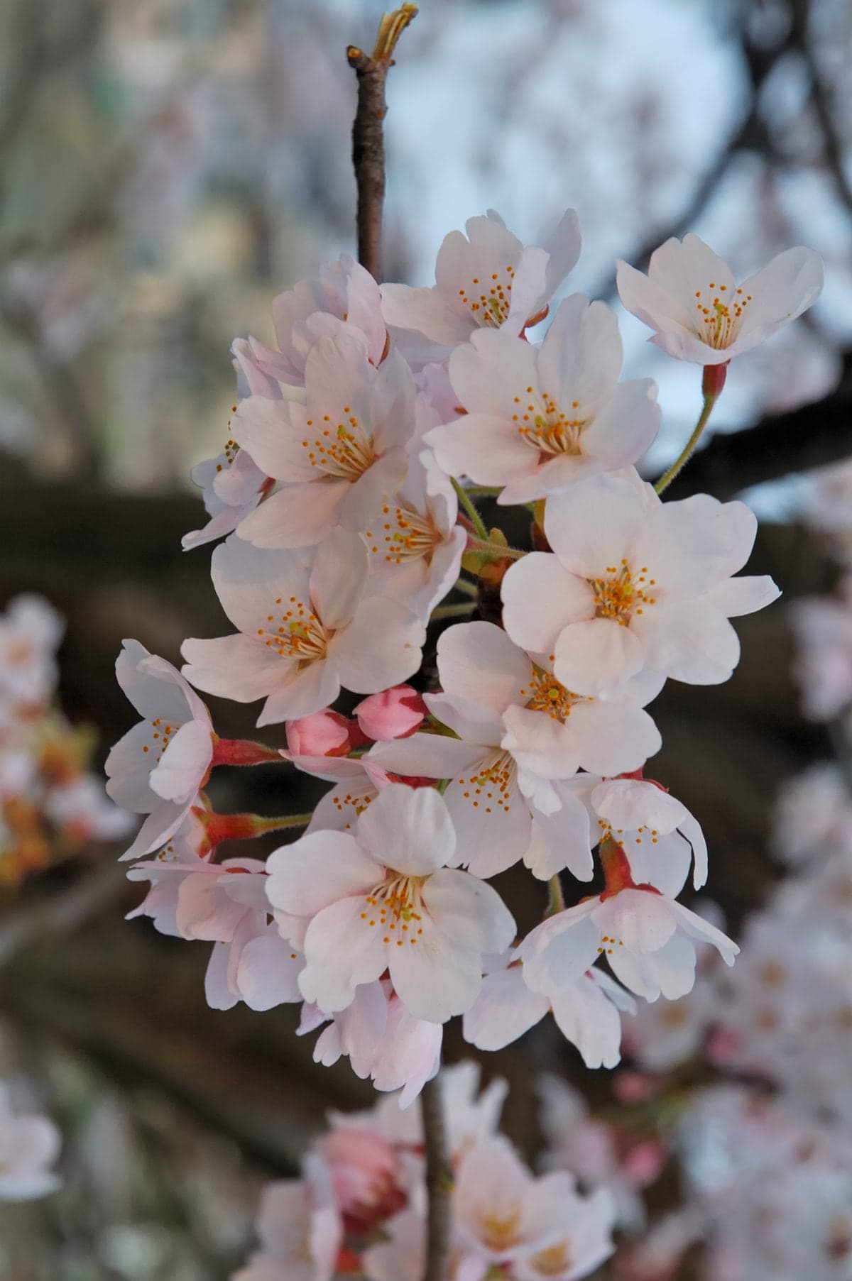 Cherry blossom 2007 Sakura of Fukushima e 007 rotated 2017040321 58e2b9717a008 e1491326679735