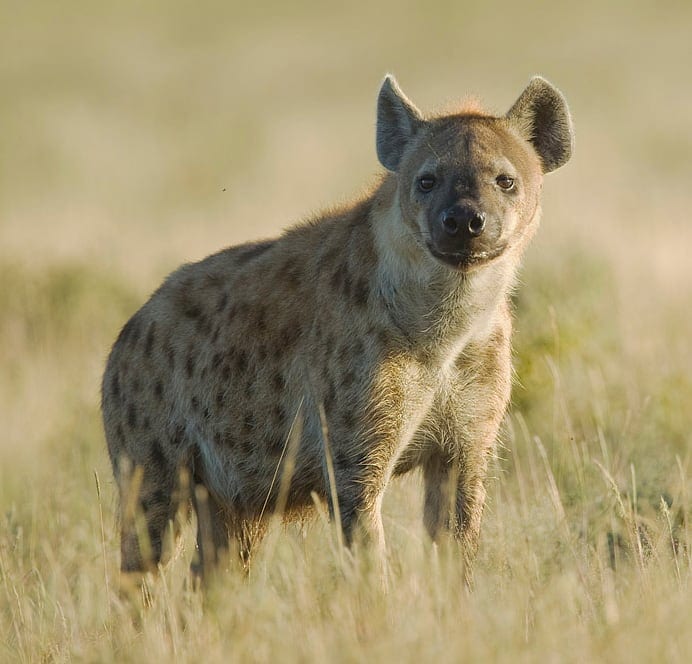 2011 Spotted Hyena 2017071610 596b45da2bf30