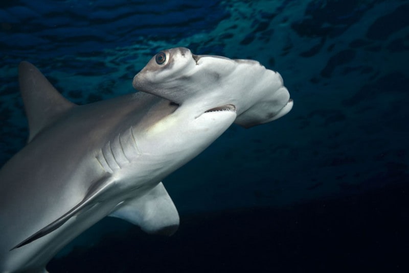 a scalloped hammerhead shark (sphyrna lewini), hawaii. (david fleetham/bluegreen / rex features)
