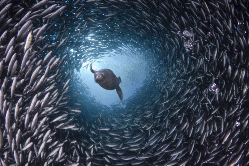 in the waters around the galapagos islands a hungry sea lion appears to swim through a tunnel of fish as it searches for its supper. david fleetham's underwater photographs show the startling variety of life that can be found in the world's oceans. (david fleetham/bluegreen / rex features)