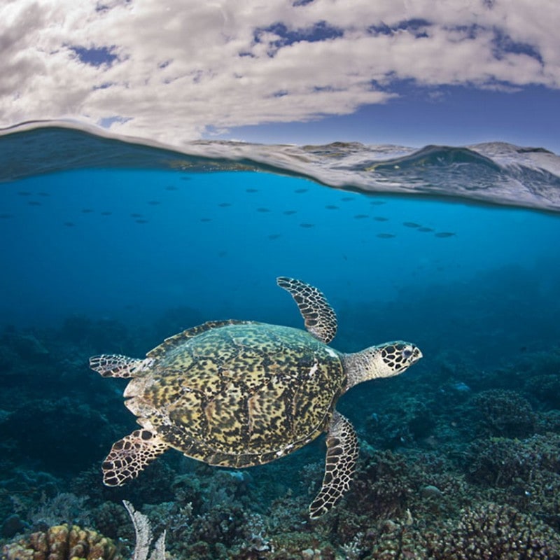 a hawksbill turtle (eretmochelys imbricata) and a shoal of fish swim near the sea surface, tubbataha reef, philippines. (david fleetham/bluegreen / rex features)
