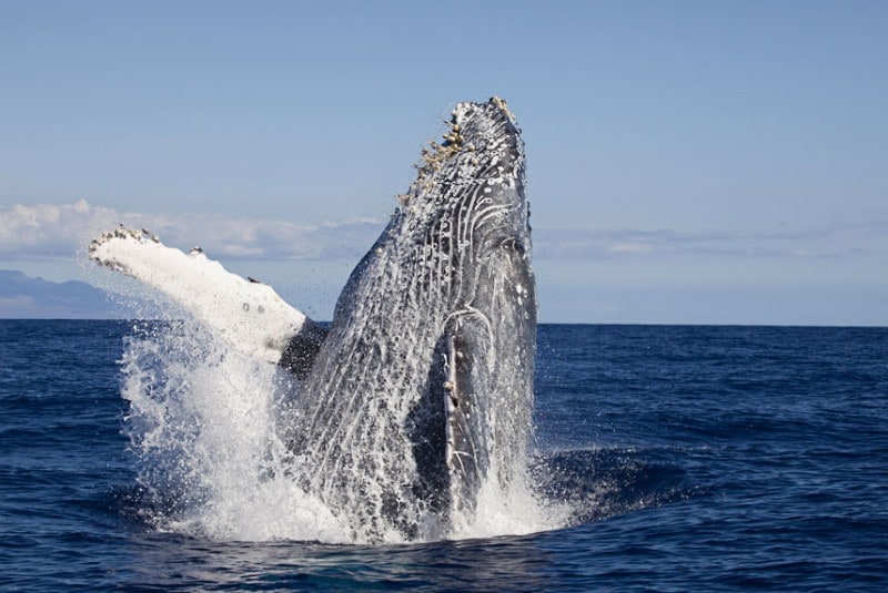 David Fleetham’s Underwater Photographs Of Life In The World’s Oceans