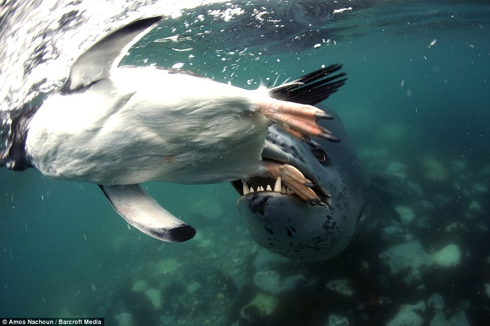 intojaws03
