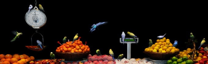 Animals in the Supermarket garden-fresh-by-agan-harahap_2