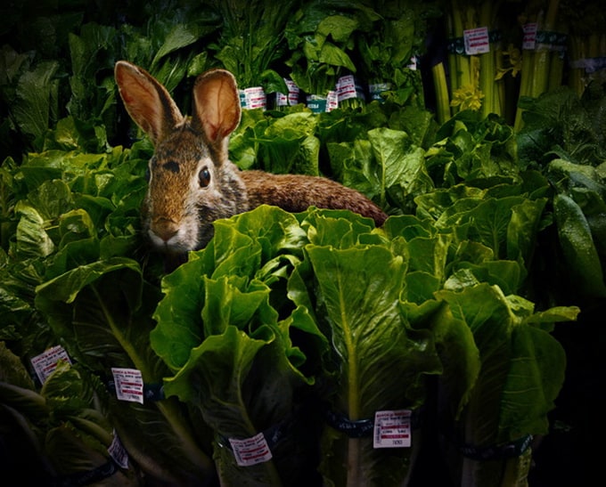 Animals in the Supermarket garden-fresh-by-agan-harahap_3