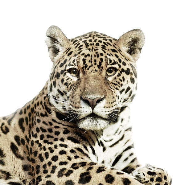 Animal Portraits by Morten Koldby mortenkoldby13