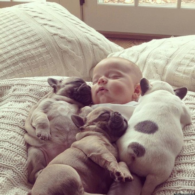 Baby with French bulldog puppies by Cindy Clark 551457_561018283919916_708014338_n