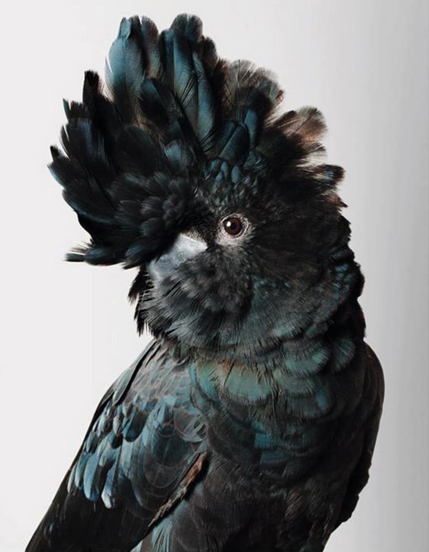 Cockatoo Portraits by Leila Jeffreys leilajeffreys10_