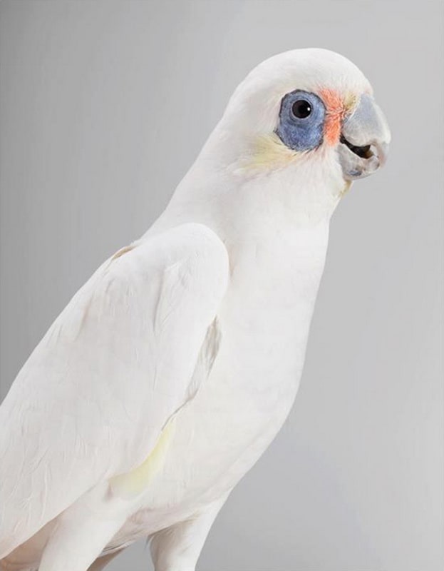 Cockatoo Portraits by Leila Jeffreys leilajeffreys8_