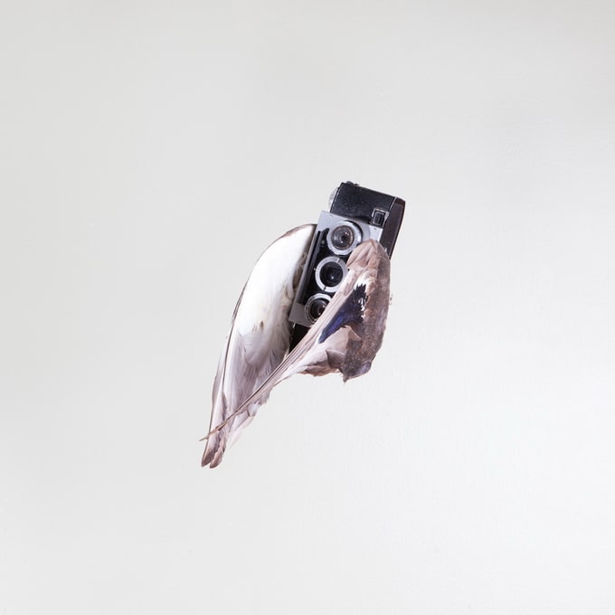 Birds Of Aperture by Paul Octavious pauloctaviousbirds06