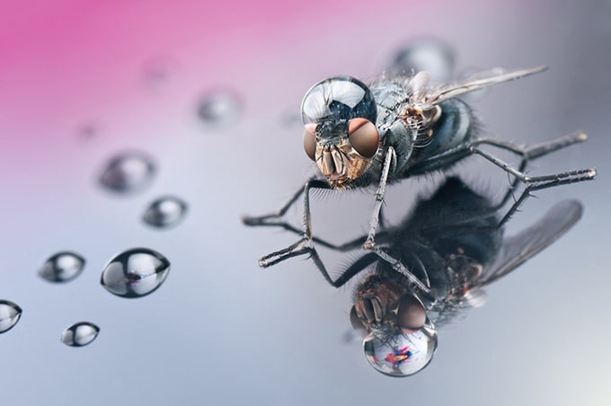 Dmitriy Yoav Reinshtein Macro Photography reinshtein1