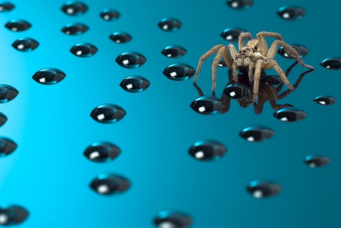 Dmitriy Yoav Reinshtein Macro Photography reinshtein10