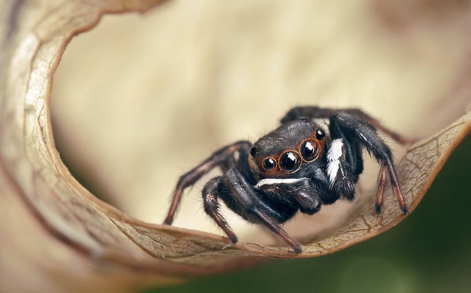 Dmitriy Yoav Reinshtein Macro Photography reinshtein5