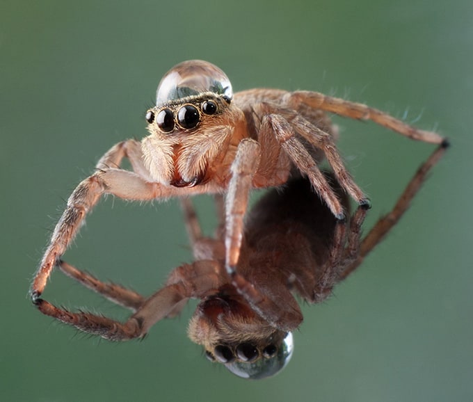 Dmitriy Yoav Reinshtein Macro Photography reinshtein6