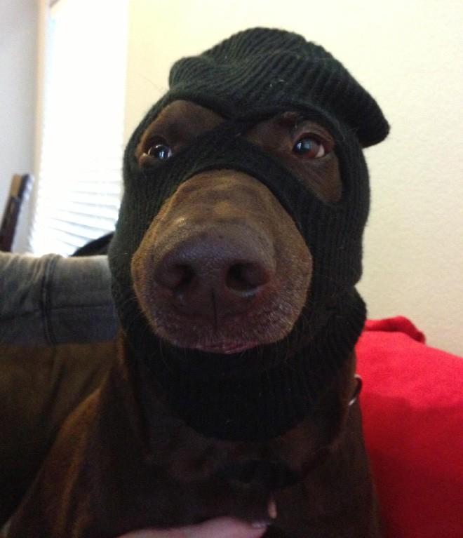 My owner is an idiot pets08