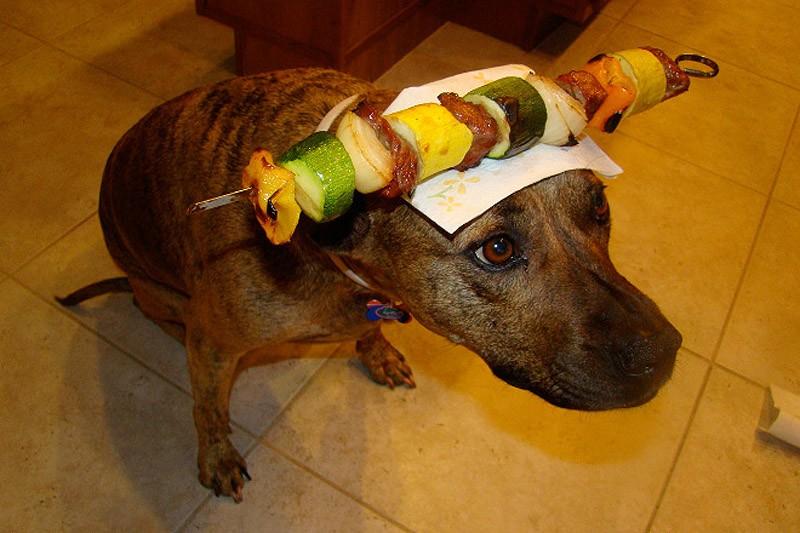 My owner is an idiot pets16