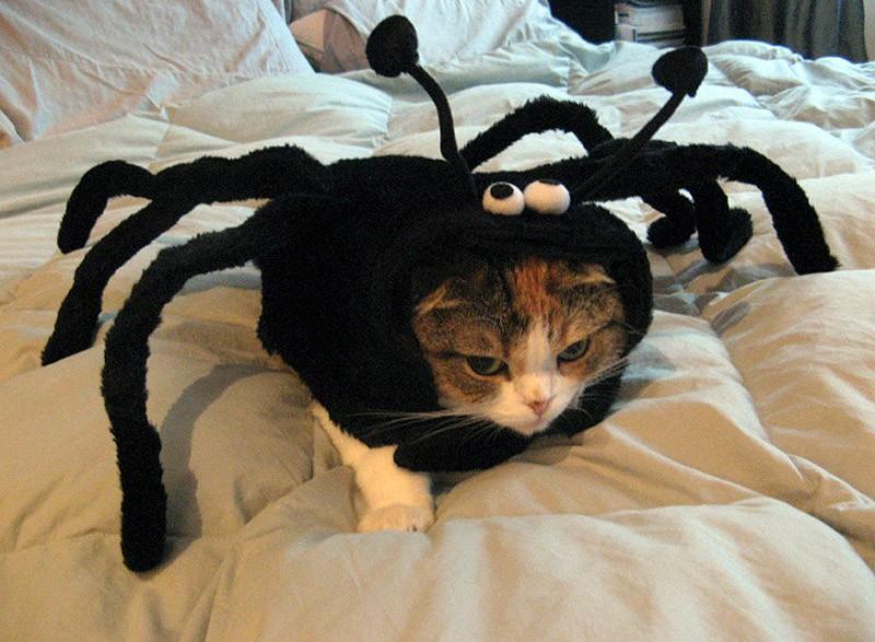 My owner is an idiot pets17