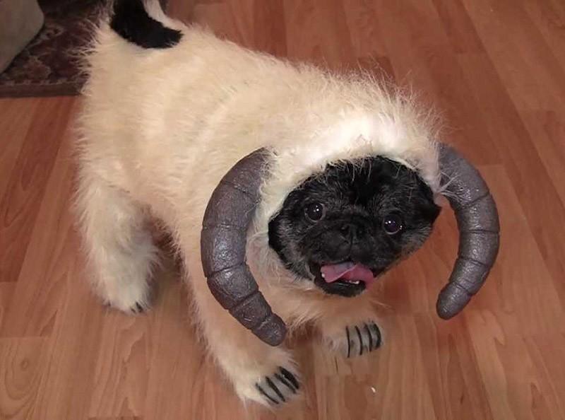My owner is an idiot pets19
