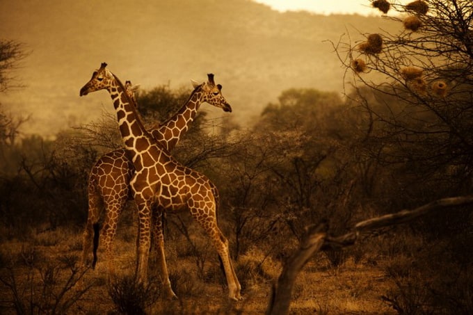 kenya-photography-2