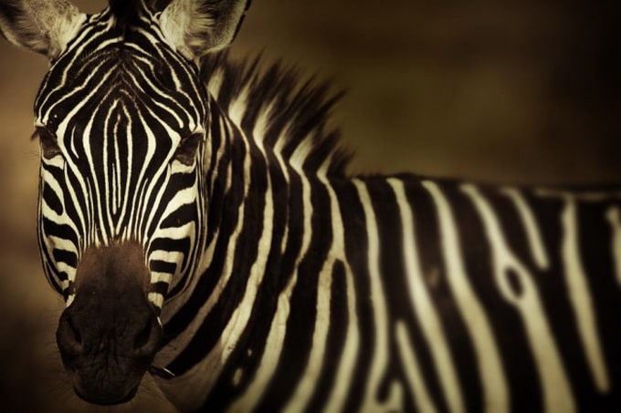 kenya-photography-9