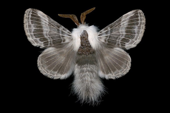 large tolype moth (7670 - tolype velleda)