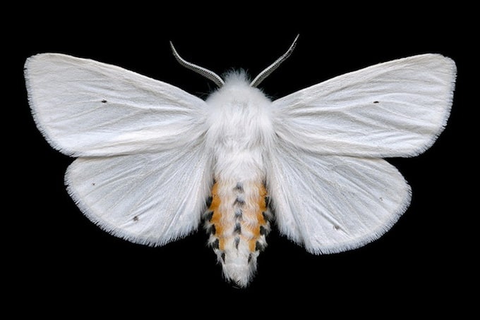 Virginian Tiger Moth (8137 - Spilosoma virginica)