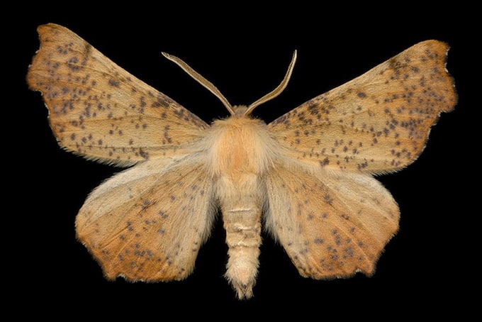 Maple Spanworm Moth (6797 - Ennomos magnaria)