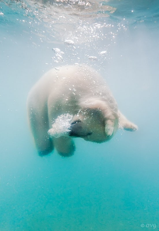 polarbear0