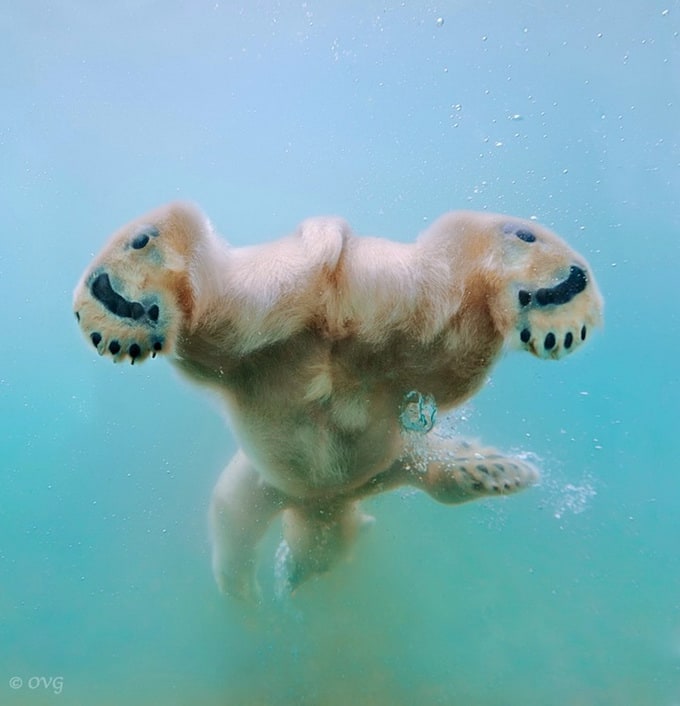 polarbear3