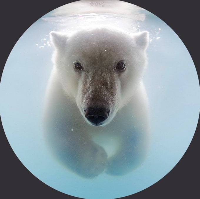 polarbear5