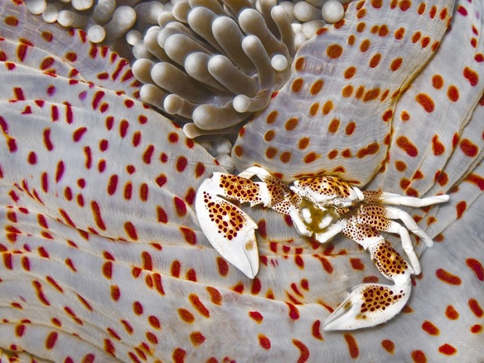  best underwater pictures
