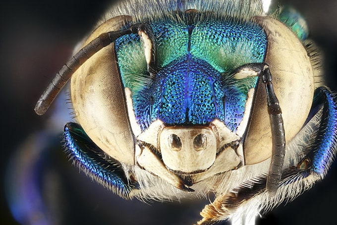 Macro Photos of Bees Courtesy of the US Geological Survey usgsmacrobees6