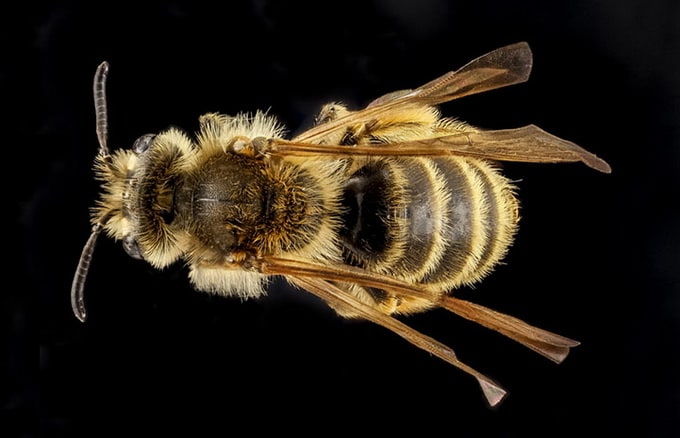 Macro Photos of Bees Courtesy of the US Geological Survey usgsmacrobees7