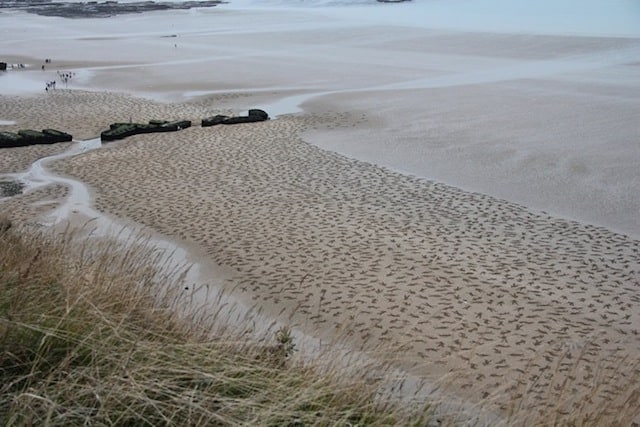 The Fallen 9000 - Fallen Soldiers Etched into the Sand on Commemorate Peace Day sand-soldiers_03