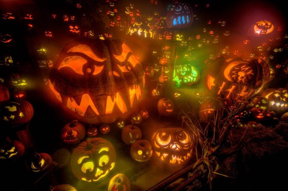 Halloween Pumpkin Art 2013 580752_10151278463562318_812950959_n