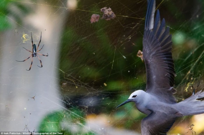 wildlife photography