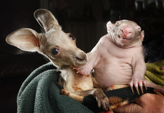 wombatkangaroo01