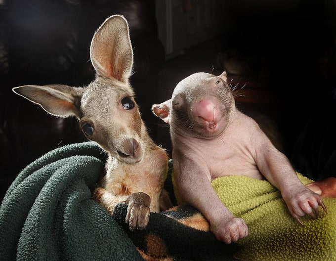 wombatkangaroo04