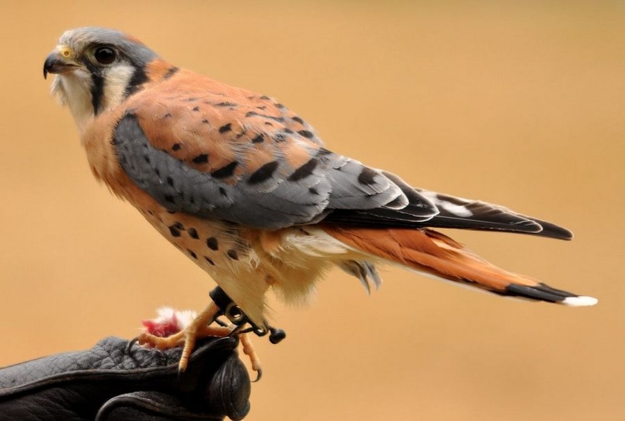 10 Beautiful Birds in the World birdie02