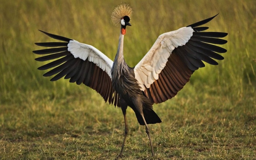 10 Beautiful Birds in the World birdie04