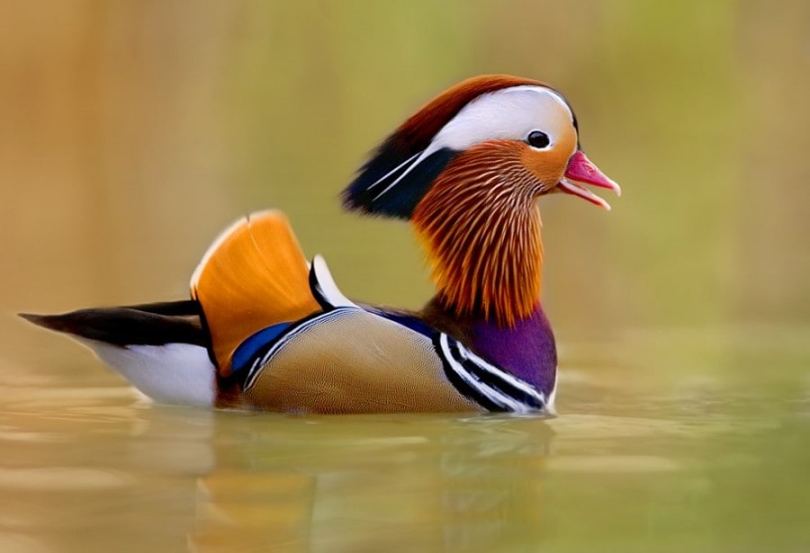 10 Beautiful Birds in the World birdie08