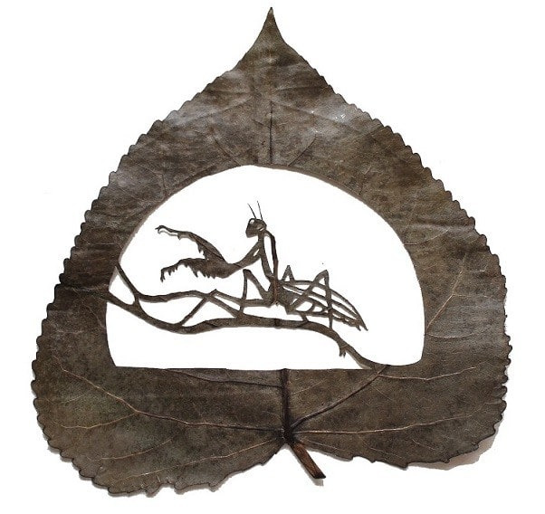 mantis-religiosa-26-cm-x-24-cm-species-populus-alba