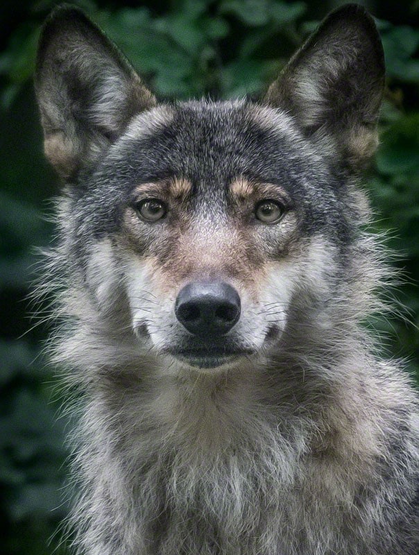 wolfademeit9