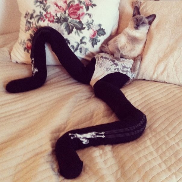 Funny photo-series "Cats with tights" qia8qhm2xzm