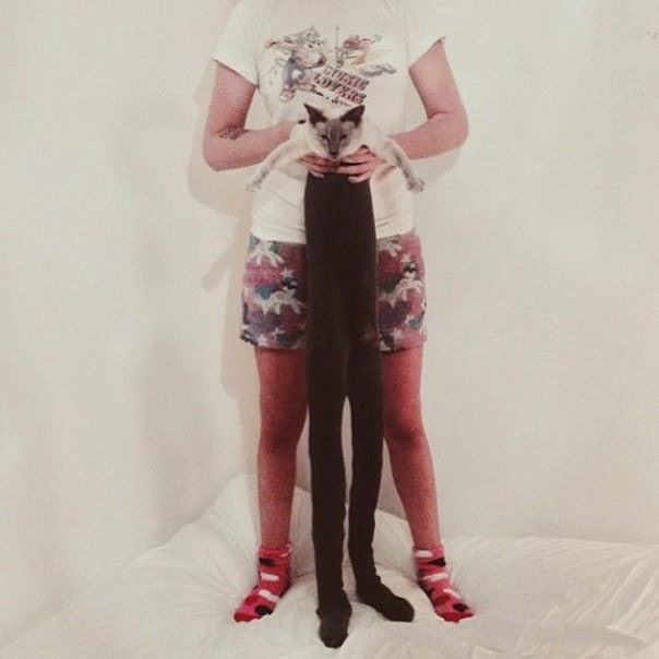 Funny photo-series "Cats with tights" wuslflpxyh0