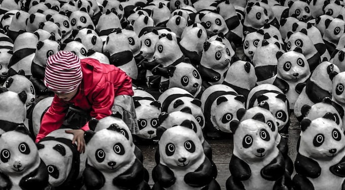 playing with pandas - 2013-11-04_228127_people.jpg
