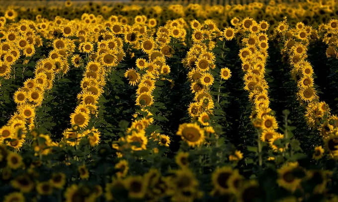 csillazelko08