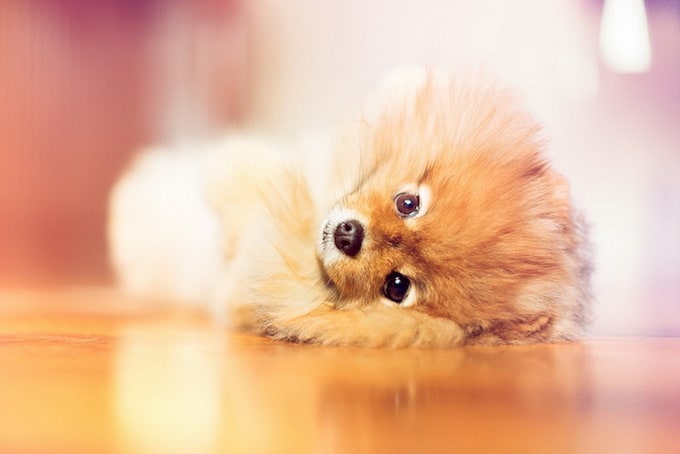 flintpomeranian1