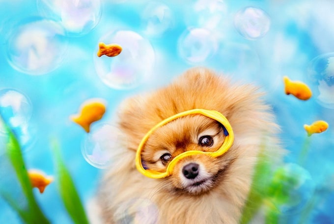 flintpomeranian2