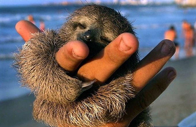 "Tiny animals on hand" on Flickr by Specklet tinyanimalsonfingers_14